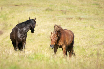 Wild young Kaimanawa horses shaking their manes
