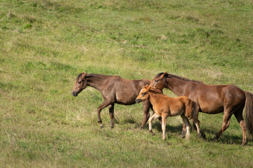 Kaimanawa wild horses mare and foal