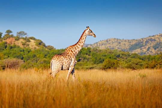 Giraffe, green vegetation with animal. Wildlife scene from nature, Pilanesberg NP, Africa. Green vegetation in Africa.