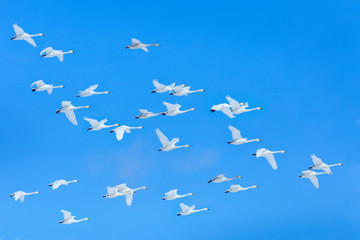 Winter flock flight, group of Whooper Swans, Hokkaido, Japan. Bird in blue sky fly, winter scene...