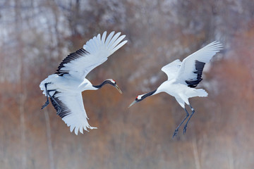Snow dance in nature. Wildlife scene from snowy nature. Cold winter. Snowy. Snowfall two Red-crowned crane in snow meadow, with snow storm, Hokkaido, Japan. Crane pair, winter scene with snowflakes.