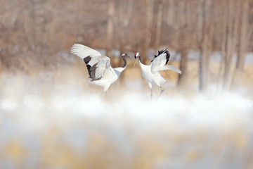 Snow dance in nature. Wildlife scene from snowy nature. Cold winter. Snowy. Snowfall two Red-crowned crane in snow meadow, with snow storm, Hokkaido, Japan. Crane pair, winter scene with snowflakes.