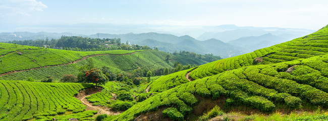 Panoramic view of the tea plantation in the hills of Munnar, some of the most elevated tea...