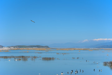 Fototapeta na wymiar lake Karla , Greece , wild flora and fauna, in a protected ecological environment