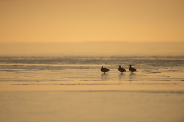 Fototapeta na wymiar Ducks standing on the ice