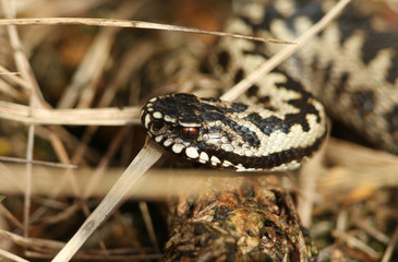 A beautiful Adder, Vipera berus, snake just out of Hibernation basking in the morning sunshine.