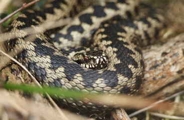 A beautiful Adder, Vipera berus, snake just out of Hibernation basking in the morning sunshine.