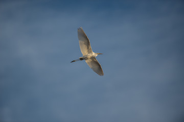 Fototapeta na wymiar The great egret in flight