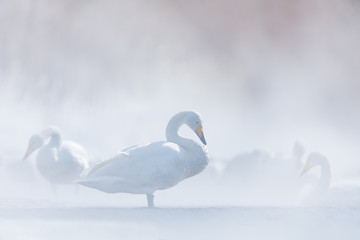 Snow lake with ice in Japan. Whooper Swans, Cygnus cygnus, birds in the nature habitat, Lake...