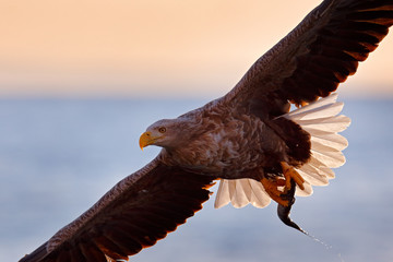 Flying bird of prey, White-tailed Eagle, Haliaeetus albicilla, with blue sky and white clouds in background. Wildlife scene with bird from nature. Eagle in the mountain hill with snow.