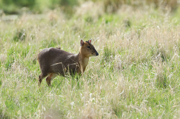 A pretty female Muntjac Deer, Muntiacus reevesi, feeding in a field at the edge of woodland in the UK.