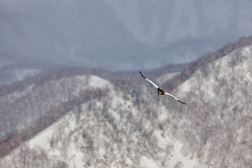 Bird fly above the hills. Japan eagle in the winter habitat. Mountain winter scenery with bird. Steller's sea eagle, flying bird of prey, with mountains in background, Hokkaido, Japan.