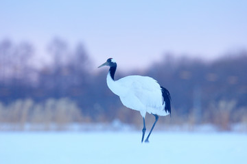 Snowfall Red-crowned crane in snow meadow, with snow storm, Hokkaido, Japan. Bird in fly, winter...