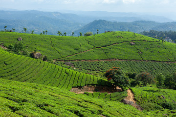 Fototapeta na wymiar The tea plantation in the hills of Munnar, some of the most elevated tea plantations in the world, Kerala, India