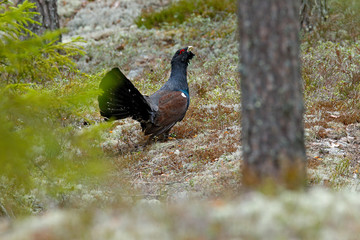 Capercaillie, Tetrao urogallus, on the mossy stone in pine tree forest, nature habitat from Sweden. Dark bird Western Capercaillie in the nature habitat, wildlife Europe.