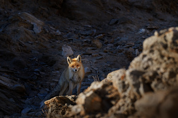 Red foc in the rocky mountain habitat, Tso-kar lake, Ladakh, India. Red Fox hunting, Vulpes vulpes, wildlife scene from Asia. Orange fur coat animal in the nature habitat. Fox on the green forest m