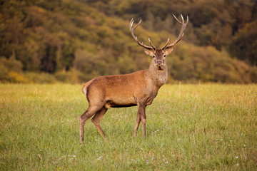 Naklejka na ściany i meble Red deer (cervus elaphus) running on grassland. In the background forest