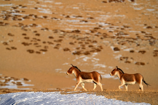 Kiang, Equus kiang, largest of the wild asses, winter mountain codition, Tso-Kar lake, Ladakh, India. Kiang from Tibetan Plateau, in the snow. Wild asses heard, Tibet. Wildlife scene from nature.