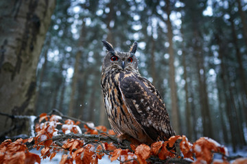 Winter forest with owl. Eurasian Eagle Owl, Bubo Bubo, sitting on the tree trunk, wildlife photo in the forest with orange autumn colours, Germany. Bird in the forest, first snow in wildlife nature.