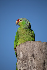 Gelbwangenamazone (Amazona autumnalis) in Costa Rica