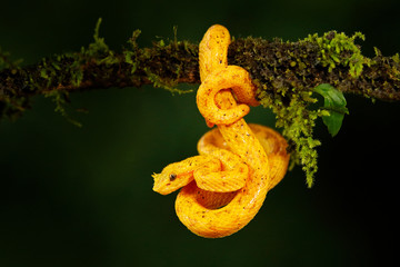 Poison danger viper snake from Costa Rica. Yellow Eyelash Palm Pitviper, Bothriechis schlegeli, on...
