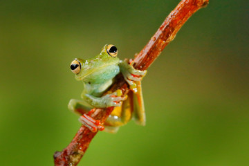 Tropical nature in forest. Olive Tree Frog, Scinax elaeochroa, sitting on big green leaf. Frog with big eye. Night behavior in Costa Rica.