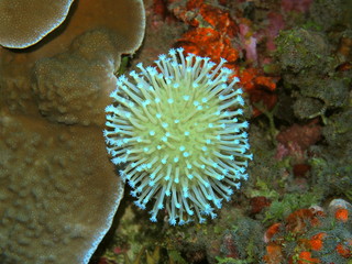 The amazing and mysterious underwater world of Indonesia, North Sulawesi, Manado, soft coral