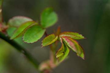 young roses, rosa leaves in spring