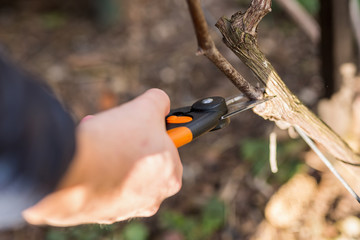 Spring cutting trees and grapes,  gardener pruning a tree concept. Spring work in the garden and vineyard.