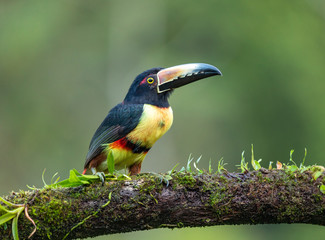 Halsbandarassari (Pteroglossus torquatus) in Costa Rica © Winfried Rusch