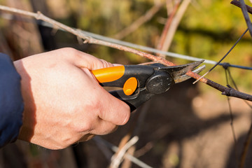 Spring cutting trees and grapes,  gardener pruning a tree concept. Spring work in the garden and...