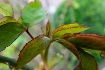 young roses, rosa leaves in spring