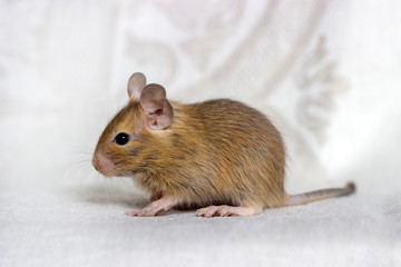 Squirrel degu sits on a beige background in profile. The color is sand.