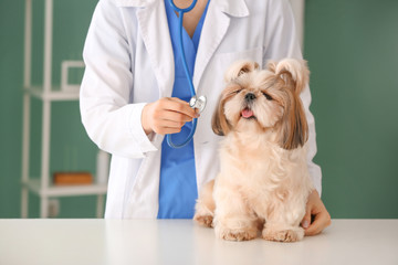 Veterinarian examining cute dog in clinic
