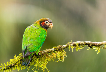 Grauwangenpapagei (Pyrilia haematotis) in Costa Rica