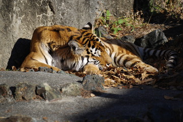 のんびり過ごすトラ