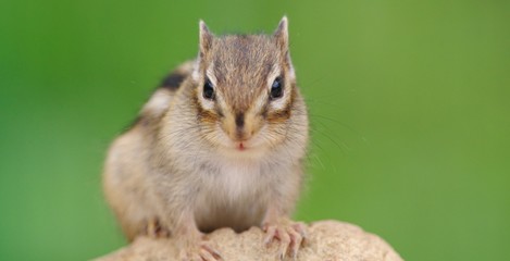 Fototapeta premium かわいいシマリス