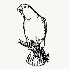 Silhouette illustration of a parrot sitting on tree branch isolated on white background