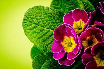 Primrose indoor flower, photographed close-up on a green background. Background for home flowers. Spring flowers.
