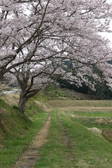 桜の下