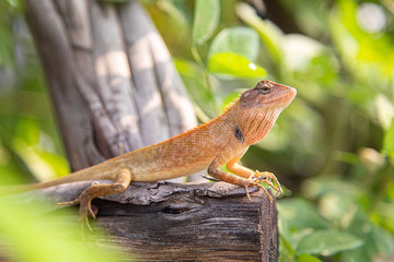 Calotes versicolor or Oriental garden lizard on the Dry branches in the morning.Orange crawl on decayed branches in the garden.