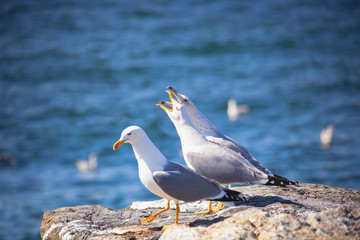Close up view of white three seagulls sitting on a beach