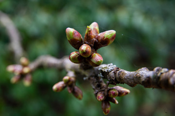 fruit tree bud in spring