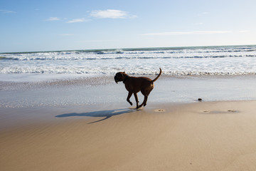 Dog running on the sand at sea. Sunny bright day. Sunset sun. The dog is played on the beach.