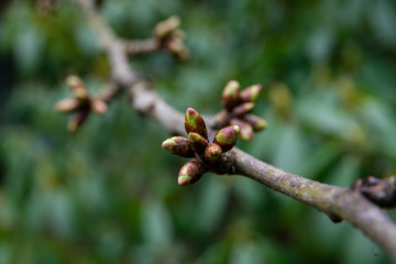 fruit tree bud in spring