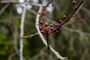 fruit tree bud in spring