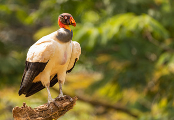 Königsgeier (Sarcoramphus papa) in Costa Rica