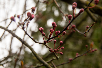 fruit tree bud in spring