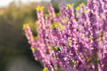 Daphne mezereum