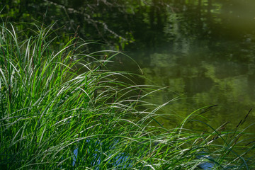 Tufts of grass at a pond